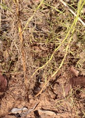 Spermacoce phaeosperma