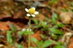 Tridax procumbens