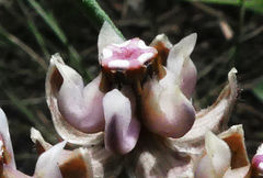 Asclepias cucullata cucullata
