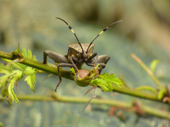 Pachylis laticornis
