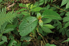 Rhynchotechum formosanum
