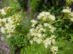 Psacalium decompositum