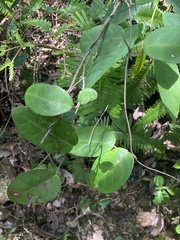 Vincetoxicum atratum