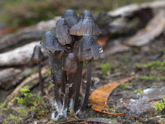 Mycena nargan