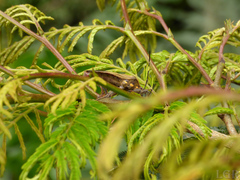 Pachylis laticornis