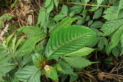 Rhynchotechum formosanum