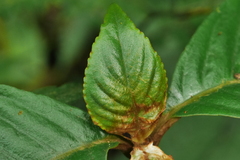 Rhynchotechum formosanum