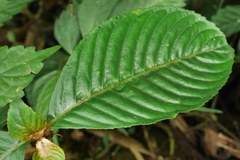 Rhynchotechum formosanum