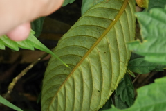 Rhynchotechum formosanum