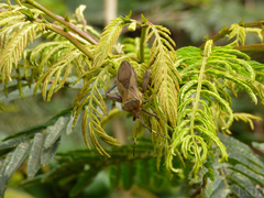 Pachylis laticornis