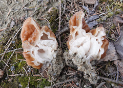 Gyromitra gigas