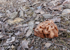 Gyromitra gigas