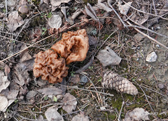 Gyromitra gigas