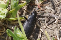Poecilus punctulatus