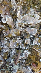 Peltigera extenuata