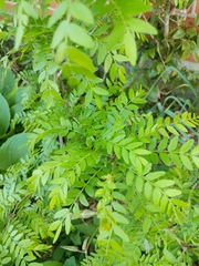 Gleditsia triacanthos inermis