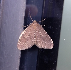 Operophtera occidentalis