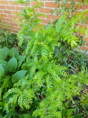 Gleditsia triacanthos inermis