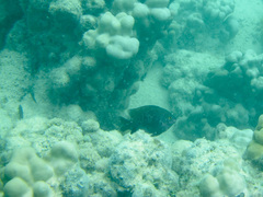 Plectroglyphidodon marginatus