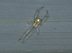 Thwaitesia glabicauda