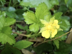 Potentilla hebiichigo