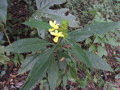 Barleria oenotheroides