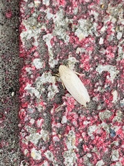 Prairiana