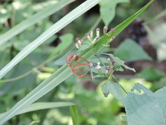 Greta morgane morgane