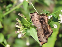 Achlyodes busirus heros