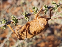 Trachypetrella anderssonii