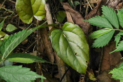 Cissus pteroclada