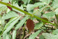 Cissus pteroclada