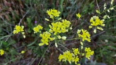 Biscutella laevigata