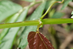 Cissus pteroclada