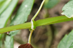 Cissus pteroclada