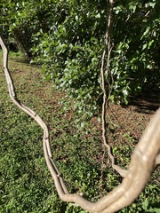 Cyphostemma hypoleucum