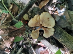 Fungi
