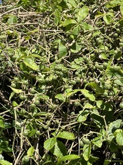 Cyphostemma hypoleucum