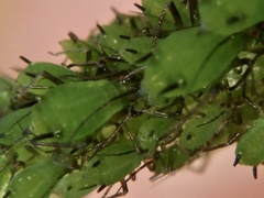 Megoura crassicauda