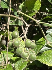 Cyphostemma hypoleucum