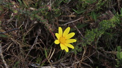 Osteospermum imbricatum