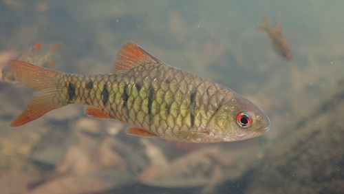 Chinese goudbarbeel (Barbodes semifasciolatus) — Cyprinidae