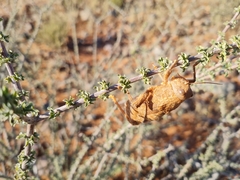 Trachypetrella anderssonii