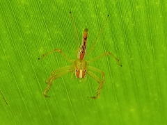Viciria pavesii
