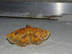 Cacographis