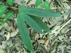 Ardisia crispa