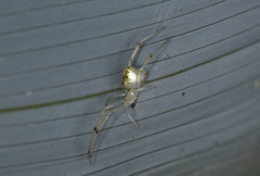 Thwaitesia glabicauda