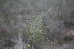 Euryops tenuissimus