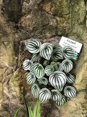 Peperomia argyreia