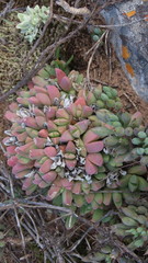Corpuscularia lehmannii
